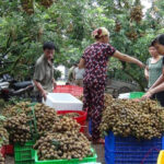 8 cách bảo quản nhãn tươi lâu, cách bảo quản nhãn trong tủ lạnh