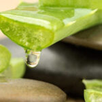 Chia sẻ cách bảo quản nha đam tươi đúng chuẩn, giữ được lâu