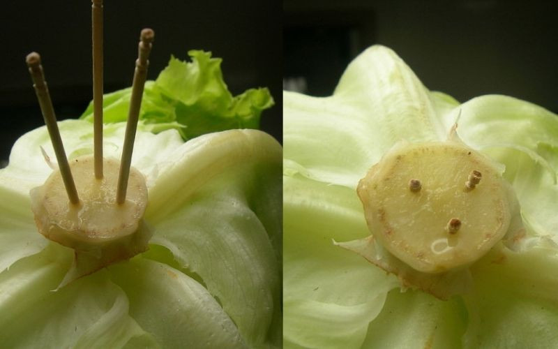 alt: Cắm tăm vào cuống bắp cải để bảo quản