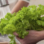 Cách bảo quản rau xà lách trong tủ lạnh cả tuần không bị dập