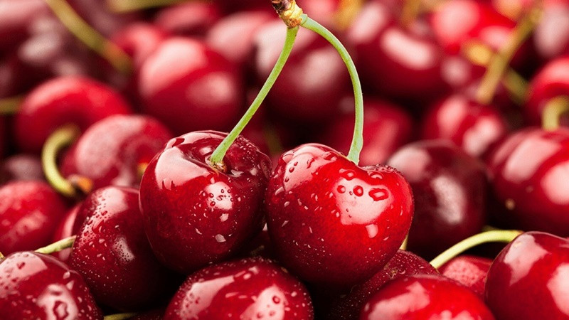 alt text: Bảo quản cherry ở nhiệt độ 0-5 độ C