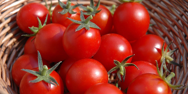 alt text: Cà chua được bảo quản ở nơi thoáng mát