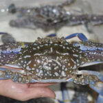 Cách bảo quản ghẹ sống qua đêm mà vẫn giữ được độ tươi của thịt ghẹ