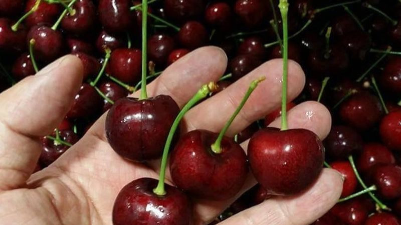 alt text: Loại bỏ cherry bị dập, nứt, hỏng