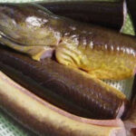 Mách bạn cách bảo quản lươn trong tủ lạnh luôn tươi ngon, đảm bảo dinh dưỡng