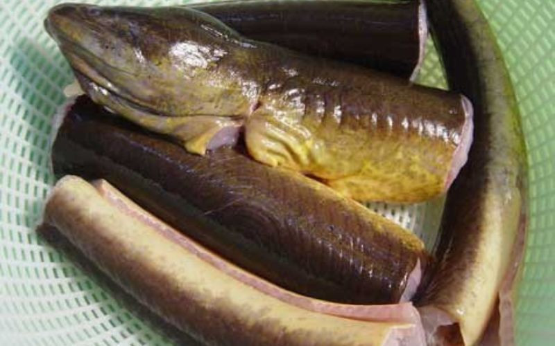 alt text: Lươn tươi sống đang được làm sạch