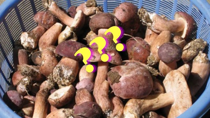 alt text: Món ăn được chế biến từ nấm tràm, mang lại hương vị độc đáo và hấp dẫn.