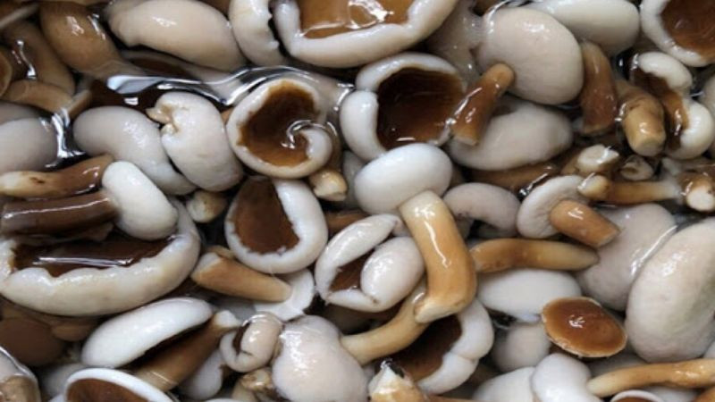 alt text: Nấm tràm tươi được bảo quản trong hộp đựng thực phẩm trong tủ lạnh.