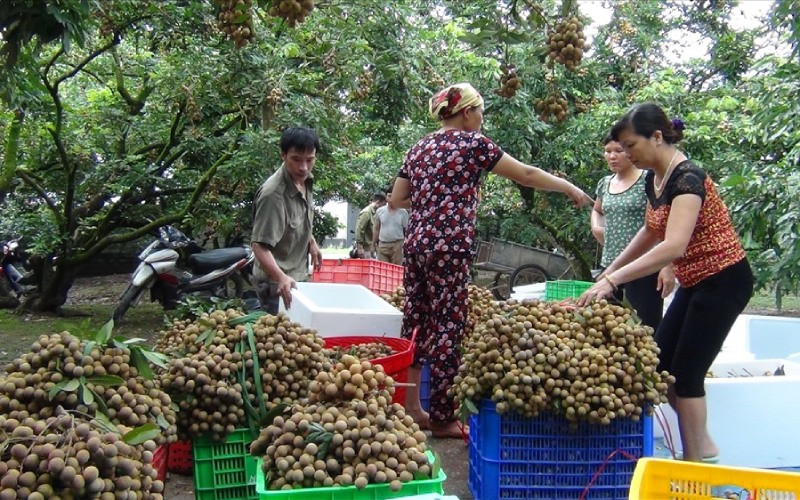 alt text: Nhãn tươi sau thu hoạch được bảo quản nơi thoáng mát, phủ khăn ẩm.
