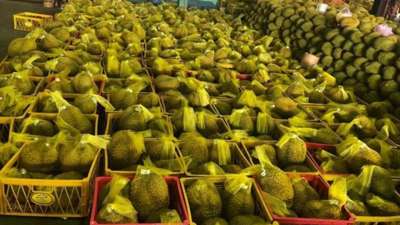 alt text: Sầu riêng sau thu hoạch được đặt trên kệ gỗ thoáng mát