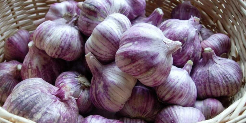 Alt: Tỏi tươi được bảo quản đúng cách