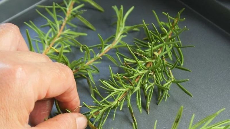 alt="Hương thảo được sấy khô trong lò nướng"