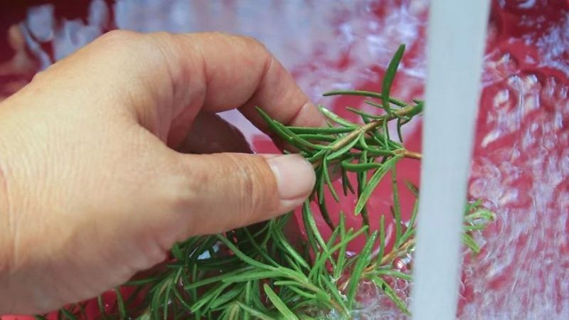 alt="Nhánh hương thảo tươi chuẩn bị sấy khô"