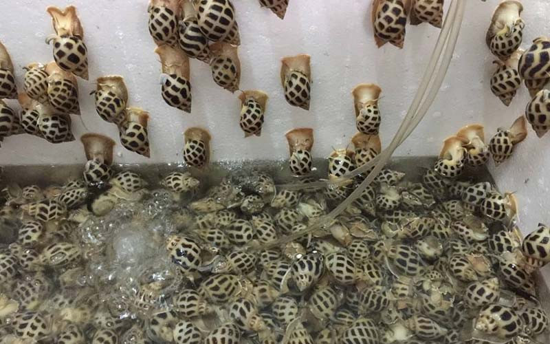 Bảo quản ốc hương bằng túi vải ướt