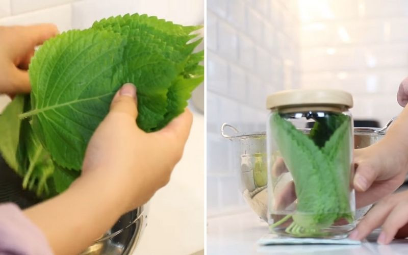 Lá tía tô trong hộp