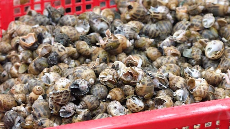 Ốc hương chết lâu